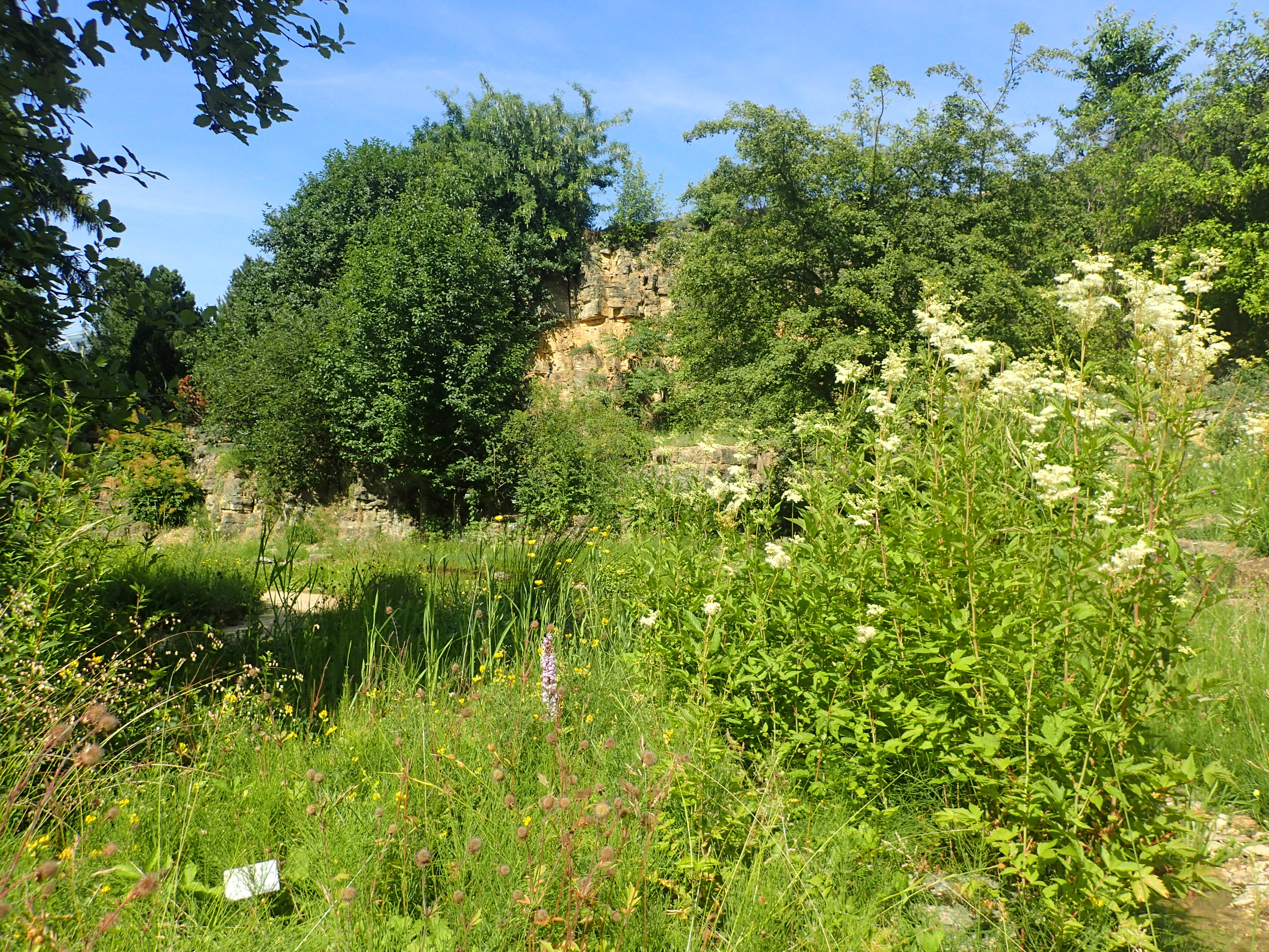 Naturschutzgebiet In Der Stadt Der Botanische Garten In Osnabruck