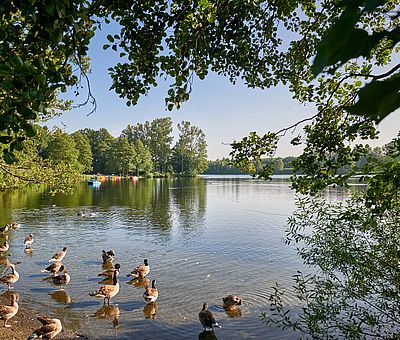 Die Osnabrücker Rund-Tour verknüpft einige der besten Ausflugsziele der Friedensstadt Osnabrück mit reizvollen Naturerlebnissen im UNESCO Natur- und Geopark TERRA.vita. Zu den Highlights der 48 km langen kompakten Radrundfahrt im Osnabrücker Land gehört auch der Rubbenbruchsee. Eine Runde um den See ist ungefähr 4 km lang.